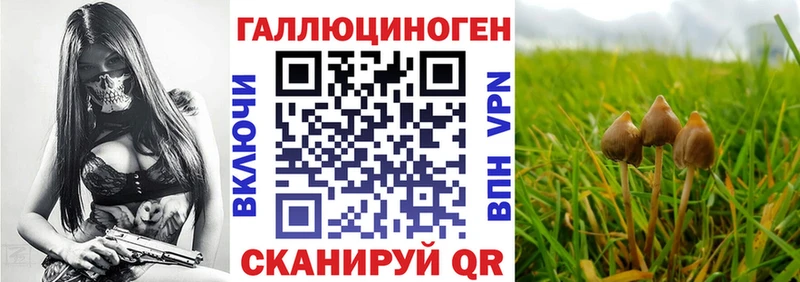 OMG tor Кедровый Галлюциногенные грибы Psilocybine cubensis